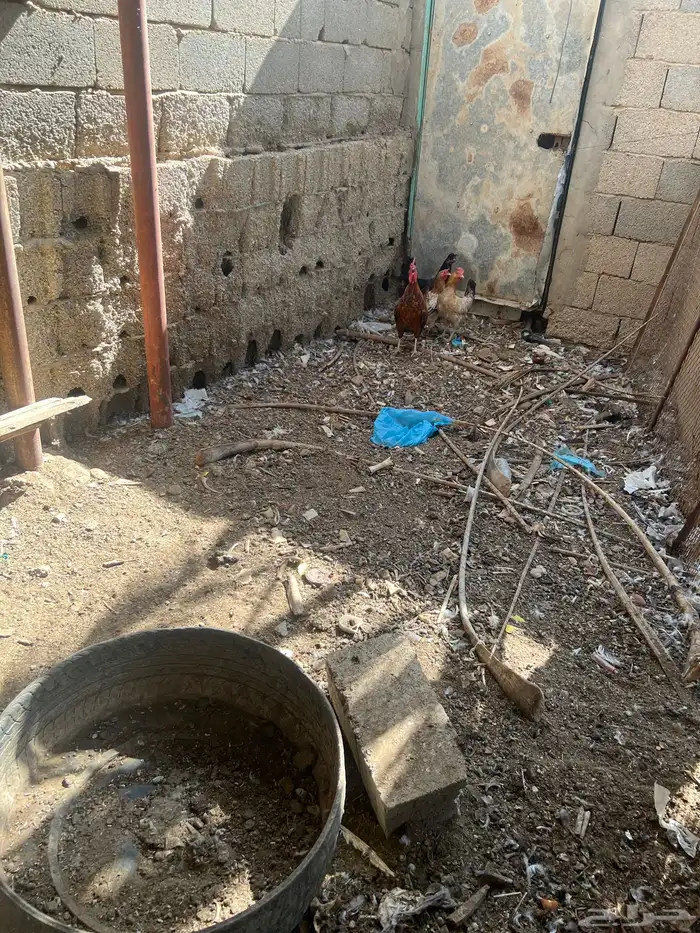 بيع ديكين وثلاث دجاج 0