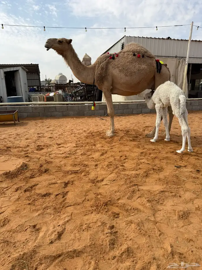 خلفه مصغر شعلا 2