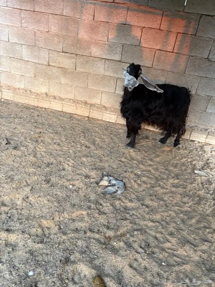 عنز عارضيه 0