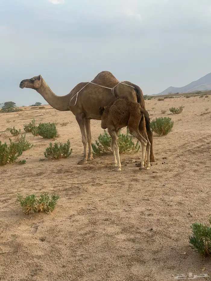 خلفه ساحليه ( تم البيع ) 0