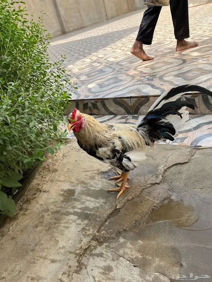 4 ديوك للبيع بلدي 2