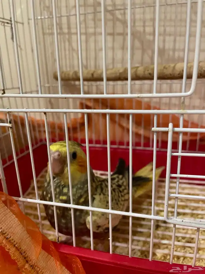 فرخ كروان البف للبيع 4