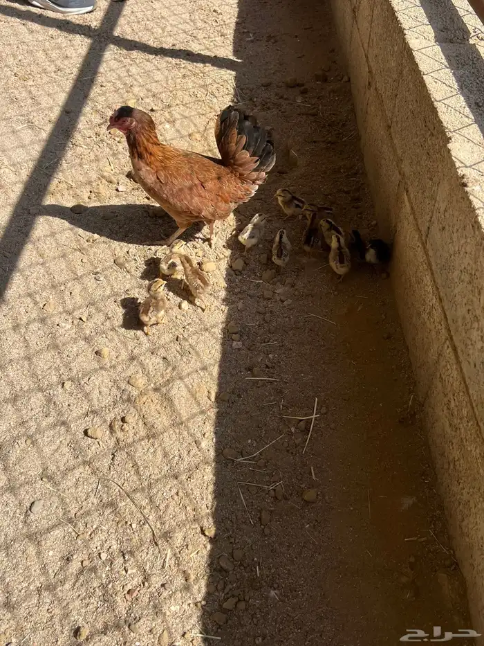 دجاجتين بفروخها والفروخ ابوها ديك تاج 0