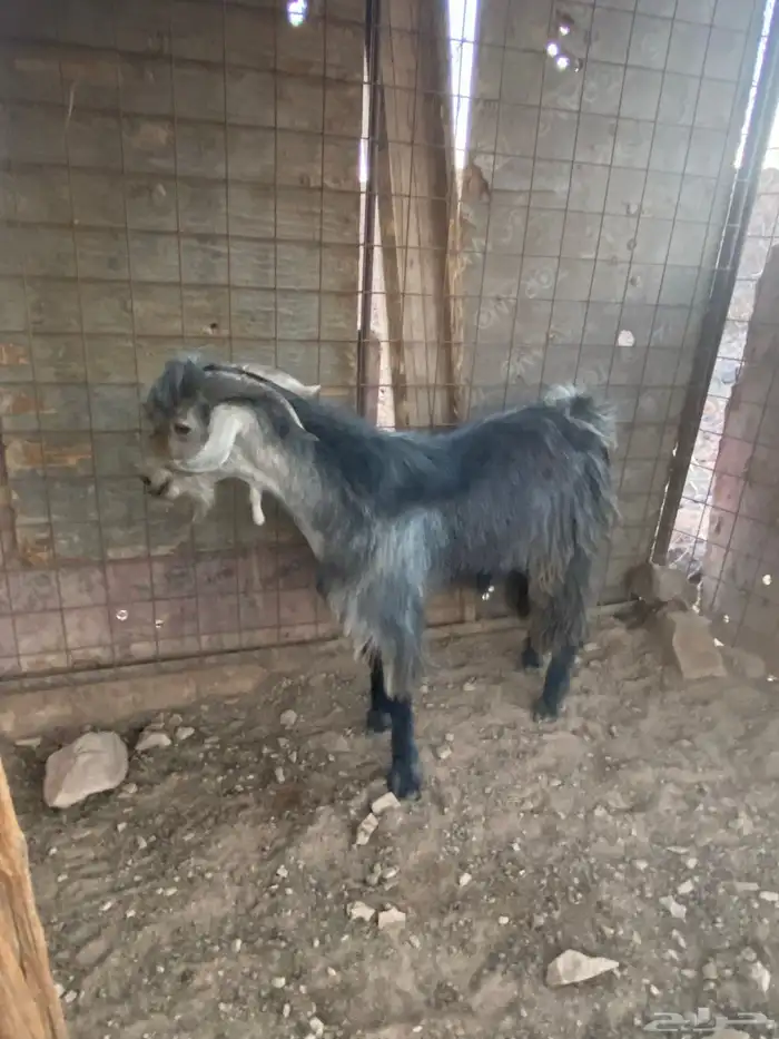 تيس توه مقلع ثني 1