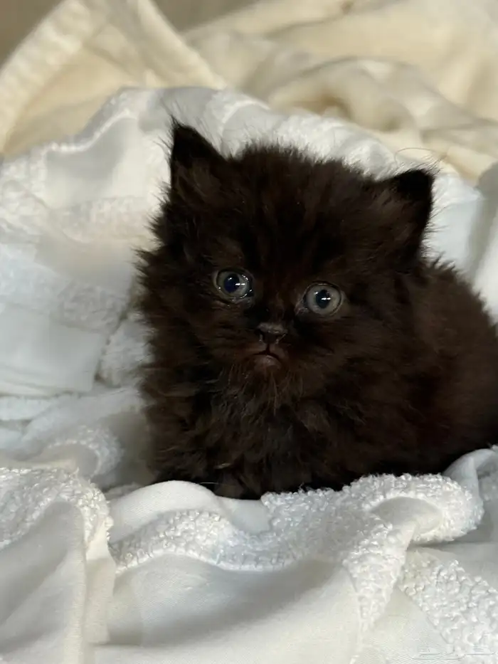 قطة شيرازي بيور للبيع 2