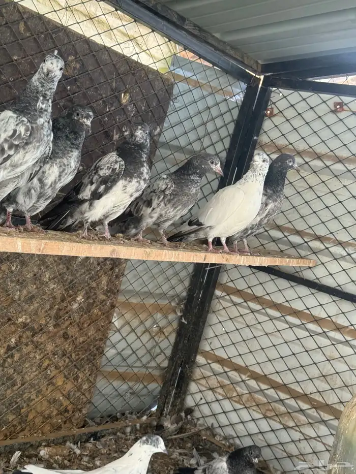 حمام بكستاني(تم البيع ) 3