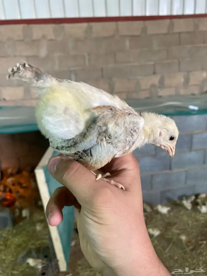 صيصان بلدي 0