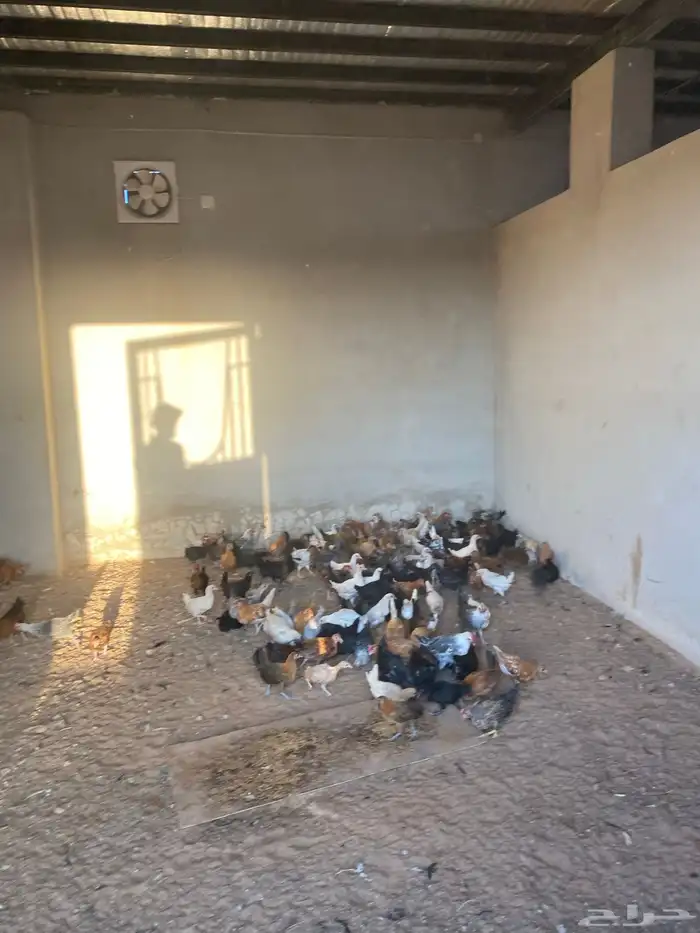 صوص بلدي العمر شهرين معها كم حبه تركي 13