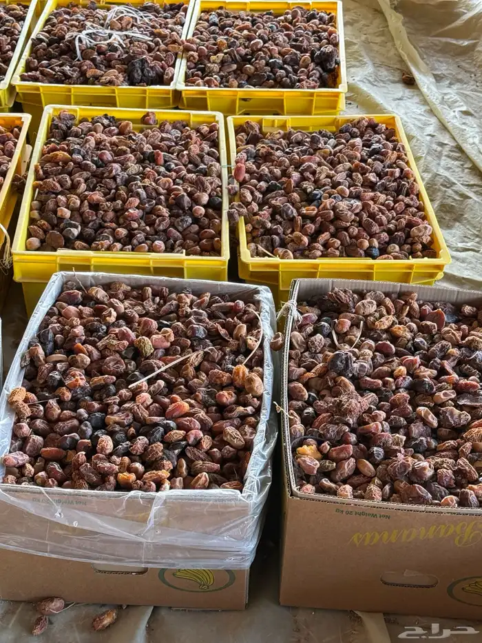 تمر ناشف علف مواشي 4