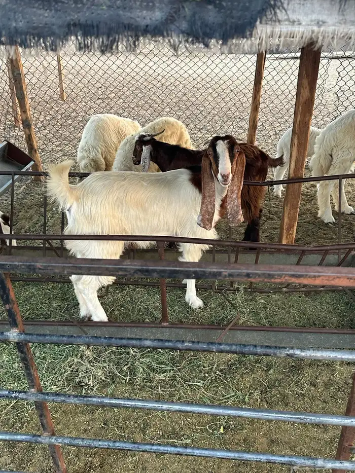 تيس وثلاث جفار العمر من خمسه شهور الى سته شهور 0