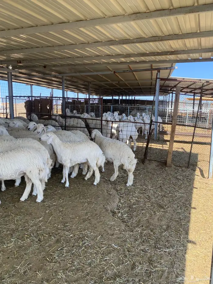 ( رخال جذعات دفيع مشروطة ) 6