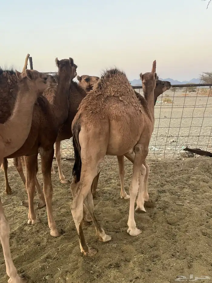 قعدان طيبات وسمان 1