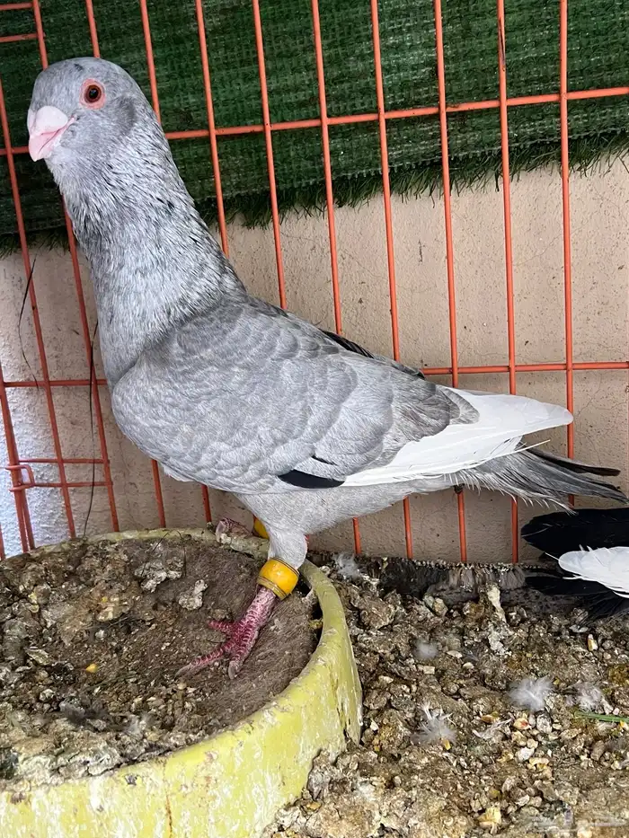 جوز حمام شامي مساويد 1