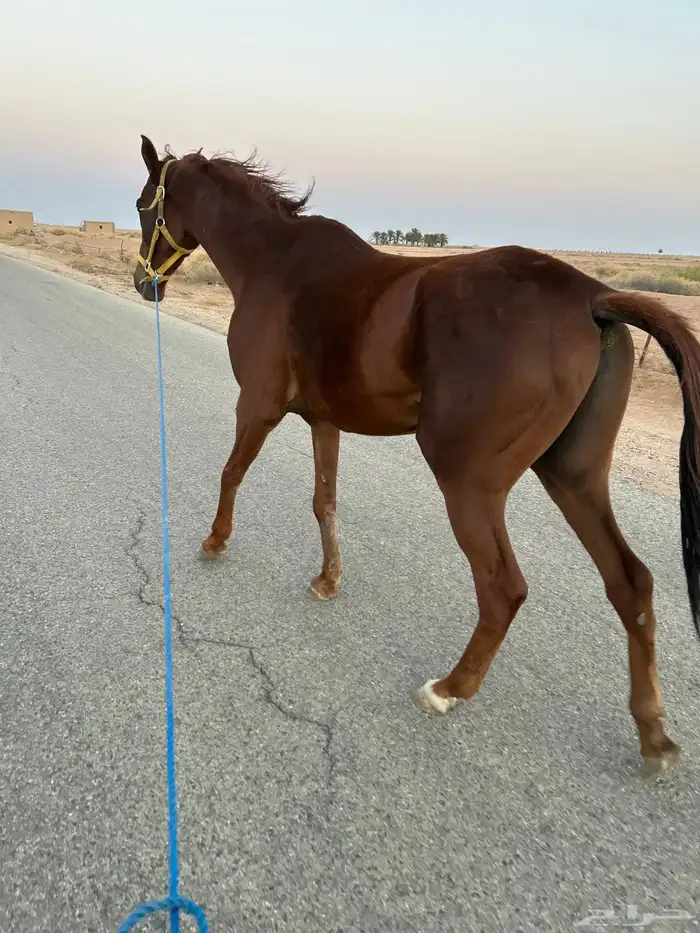 السلام عليكم اعرض عليكم حصان انتاج خصي حدي1700 6