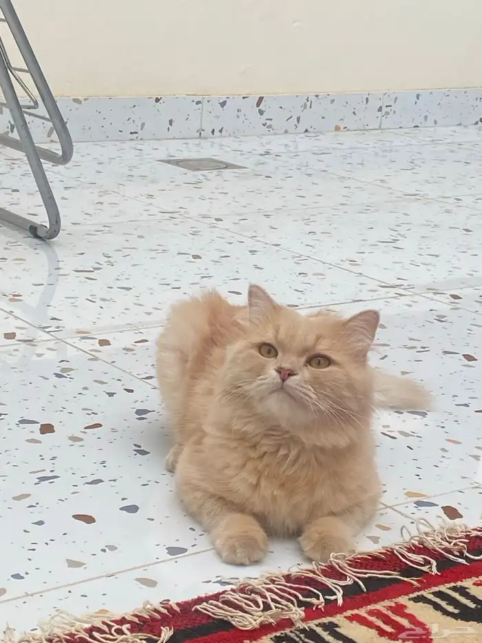 قط ذكر معقم 6