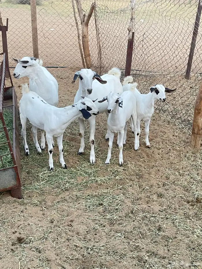 مراح معزا بيشيات فرصة للقناي 3