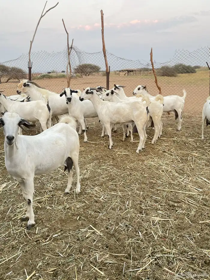 مراح معزا بيشيات فرصة للقناي 2