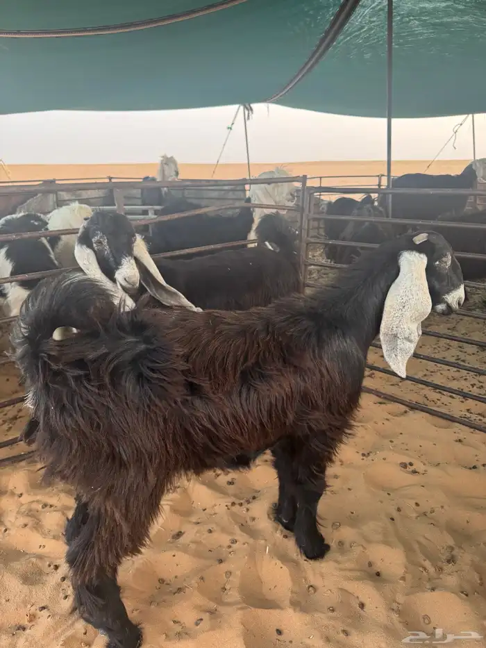 جفرات عوارض ثلاث للبيع منوة القناي 6