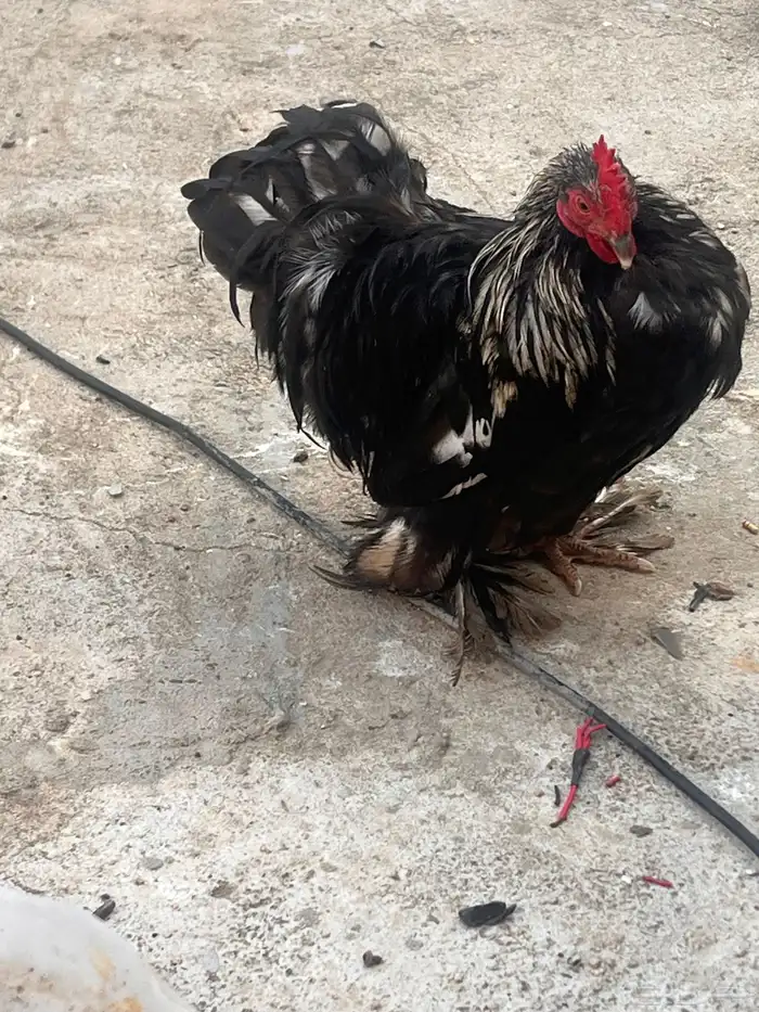 دجاج للبيع او البدل ببراهما 1