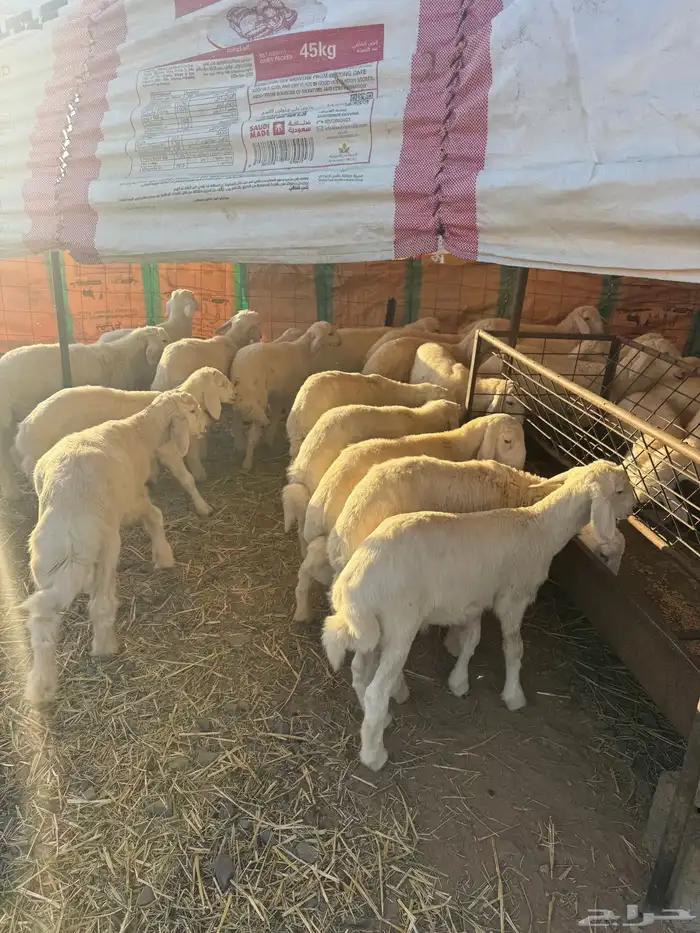 بهم حري العدد 25 كله خرفان العمر ثلاث شهور 2