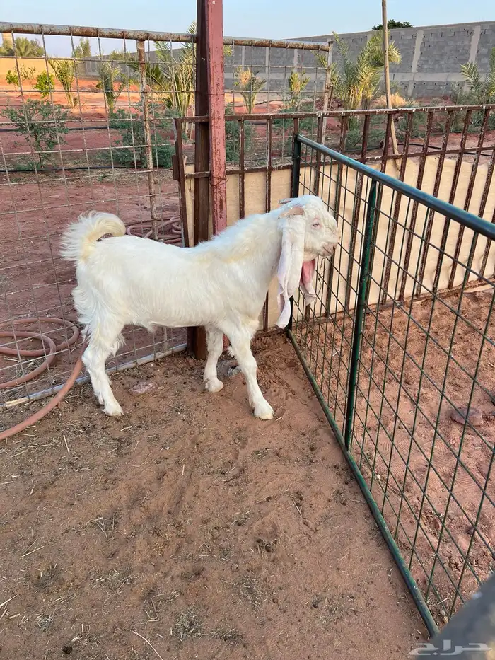 تيس ابيض ابرص 2