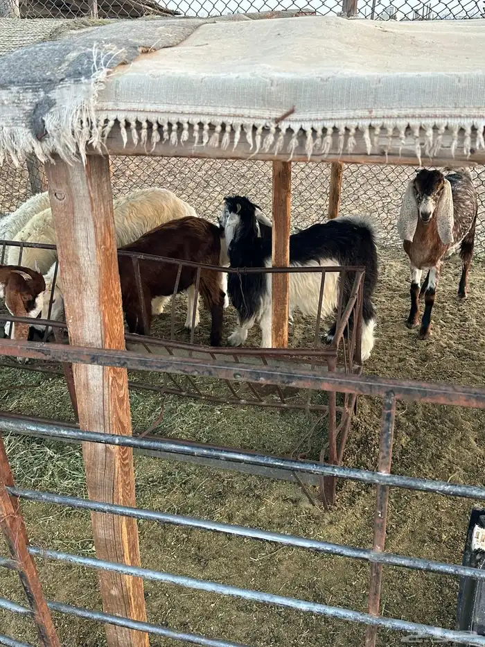 تيس وثلاث جفار العمر من خمسه شهور الى سته شهور 2