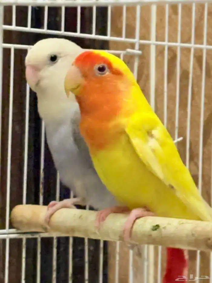 روز ذكر و انثئ 1