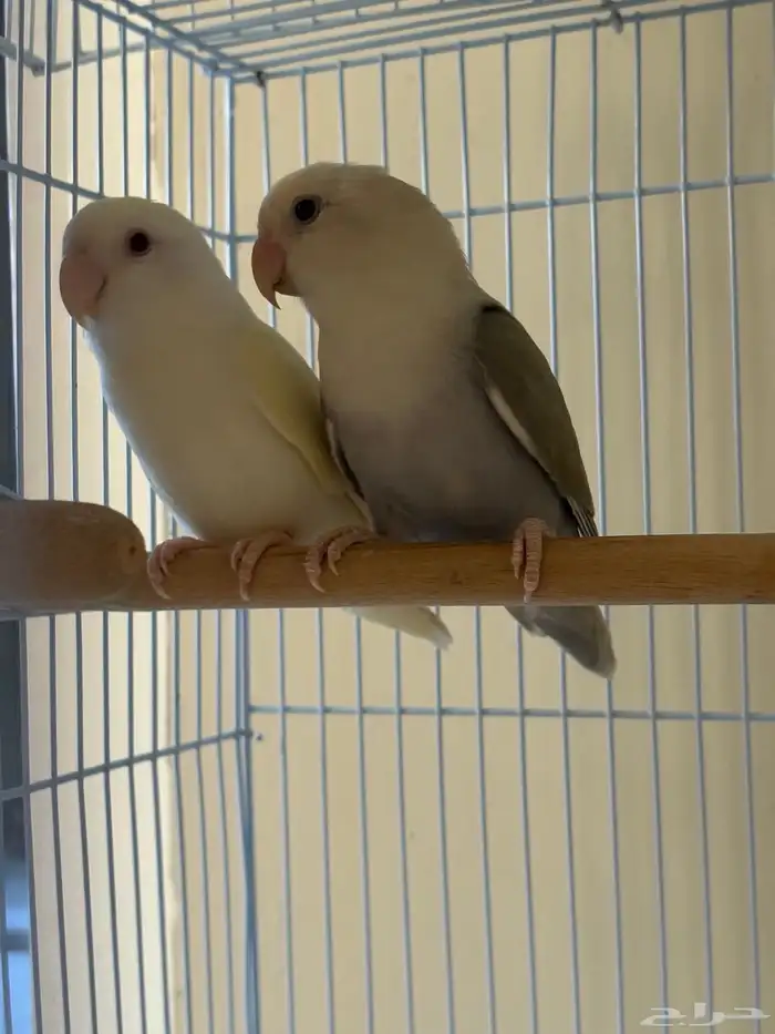 طيور روز زوج منتج 2