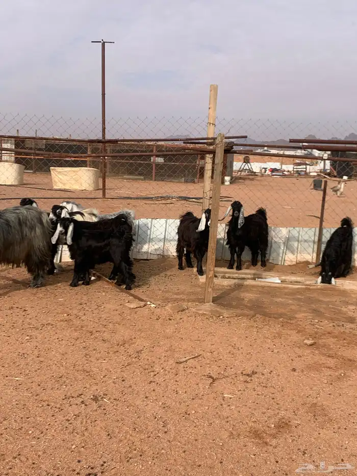 ماعز عوارض 3