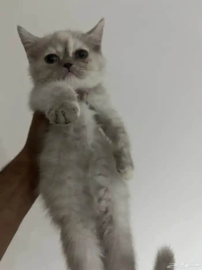 قطه أنثى للبيع 1