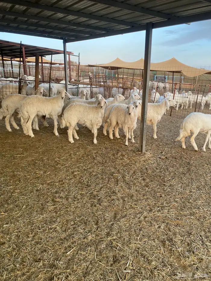 ( رخال جذعات دفيع مشروطة ) 21