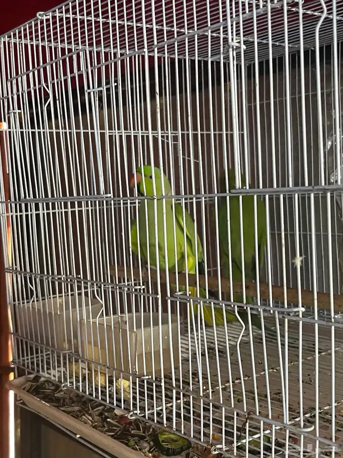 زوج درة منتج 0