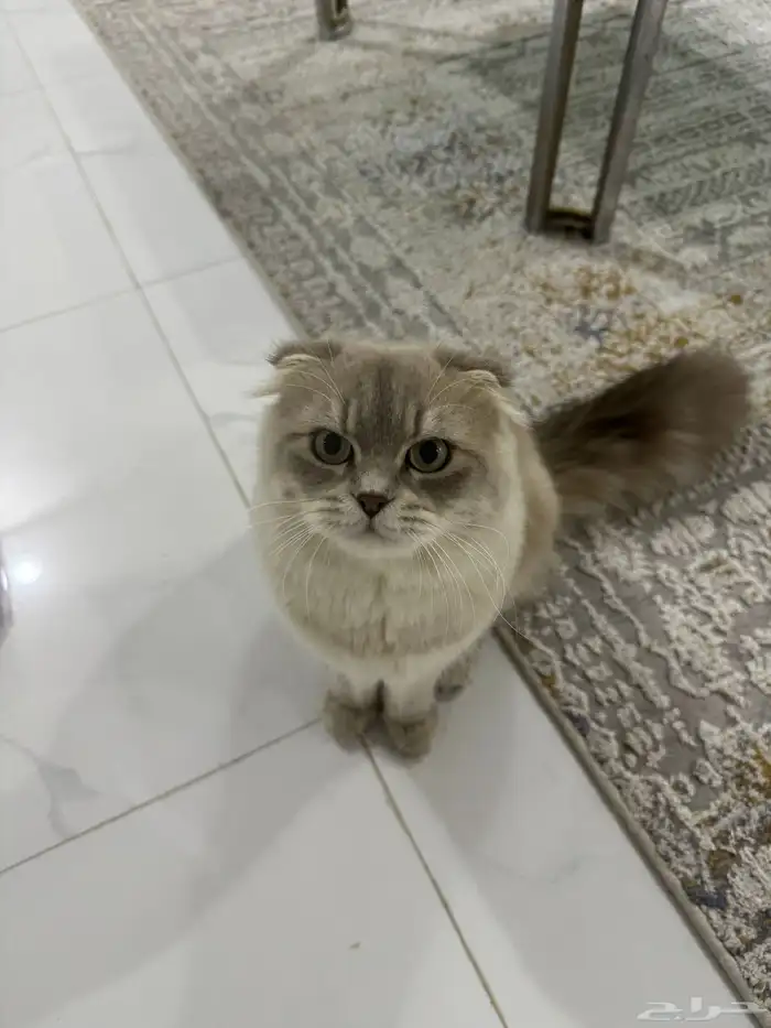 قط ذكر للتزاوج 3