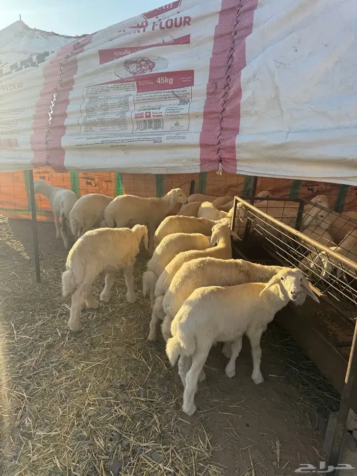 بهم حري العدد 25 كله خرفان العمر ثلاث شهور 0