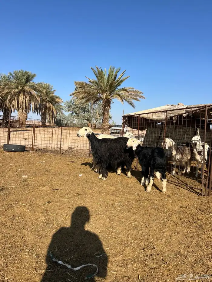 نجد مواليد 3