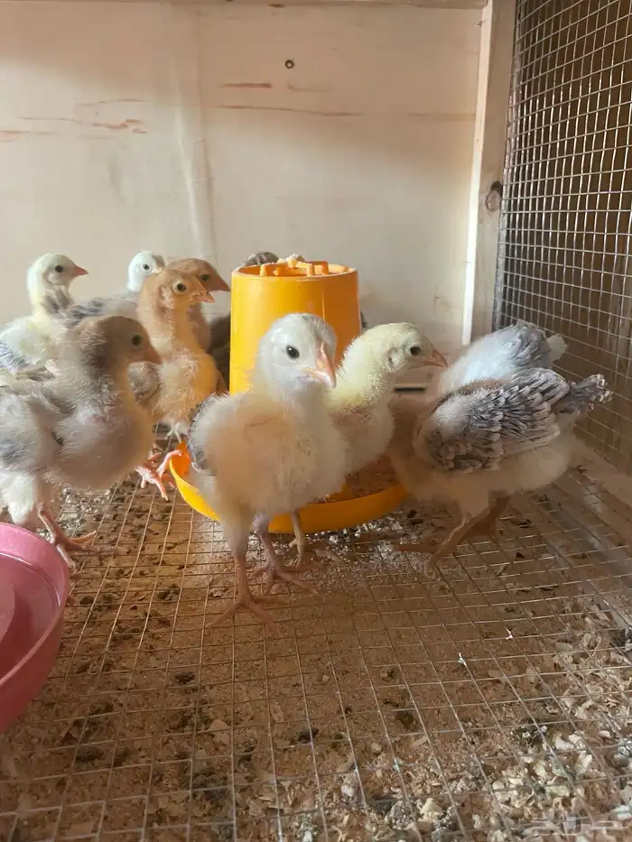 فروخ دجاج بلدي وفيومي 14