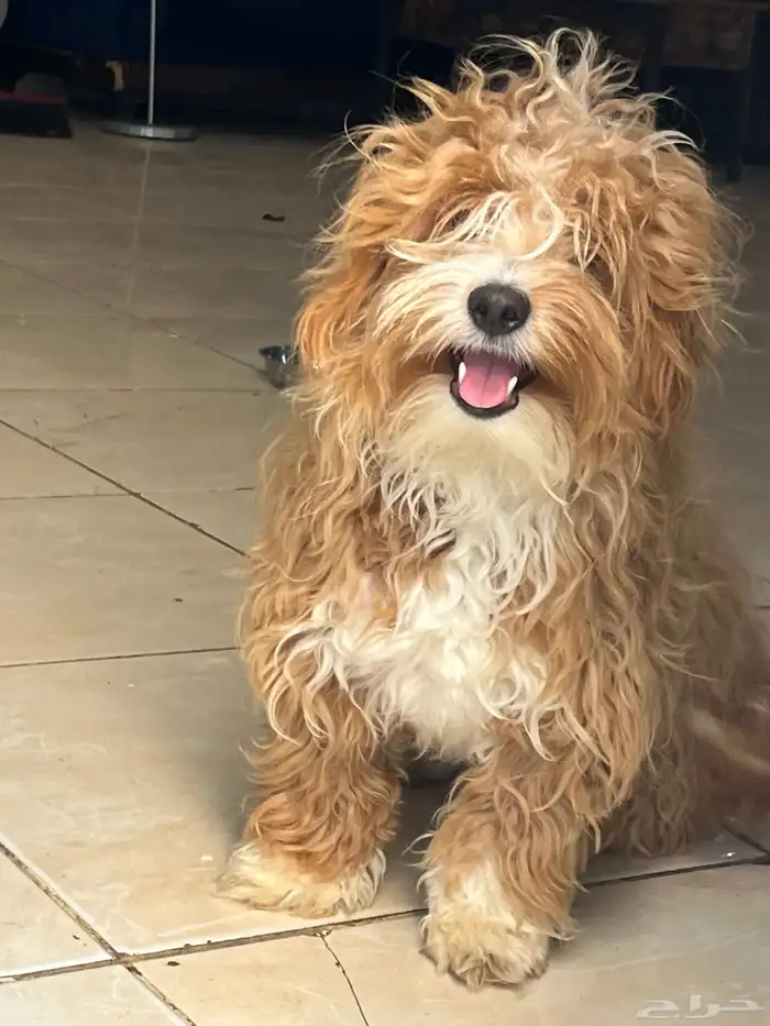 كلاب مالتيز 5