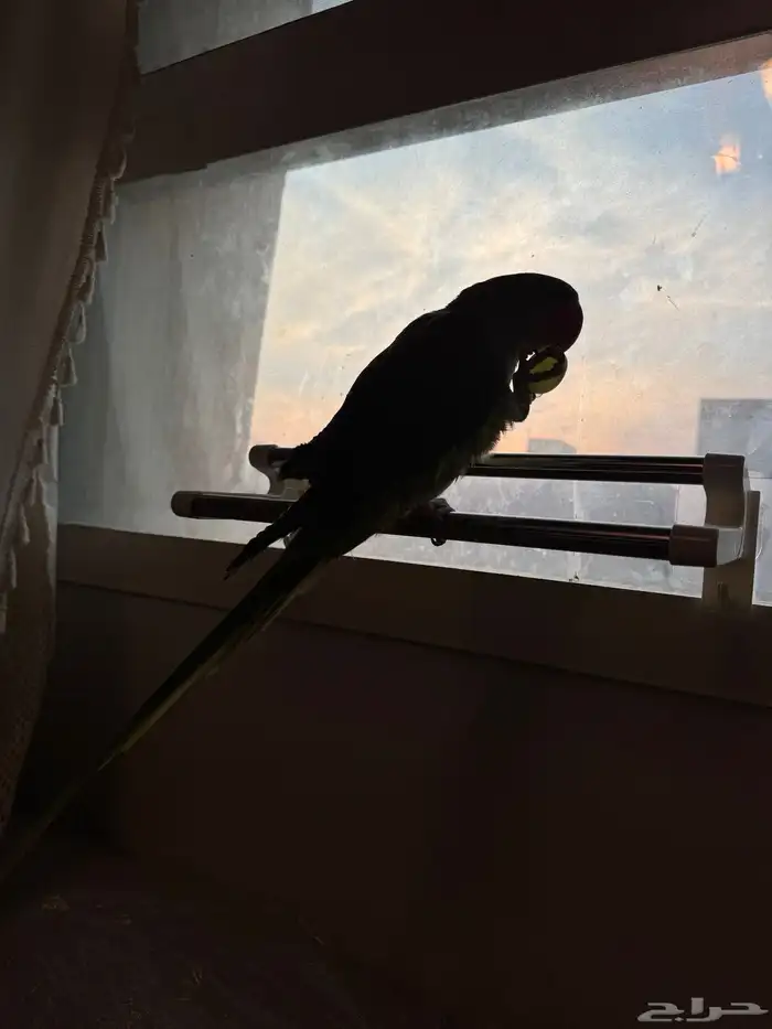 درة نيبالي هدد 2