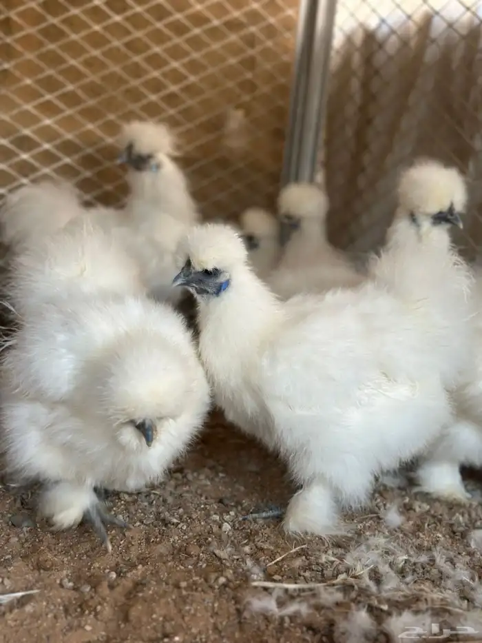 للبيع دجاج قطني امريكي بادي يبيض 5