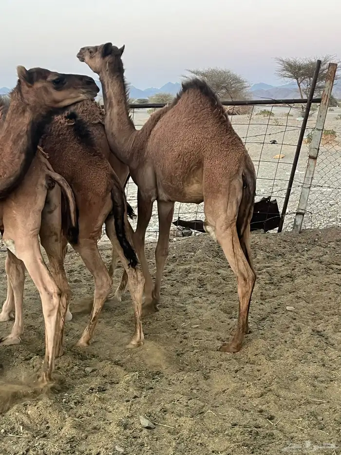 قعدان طيبات وسمان 4