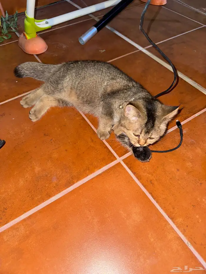 قطه سكوتش ستريت 3