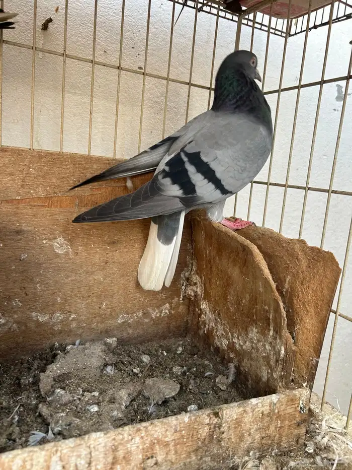 حمام قلابي قطيفي 3