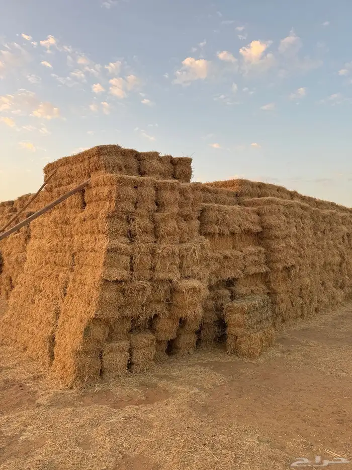 برسيم طيب شدد وورق وتبن شعير 0