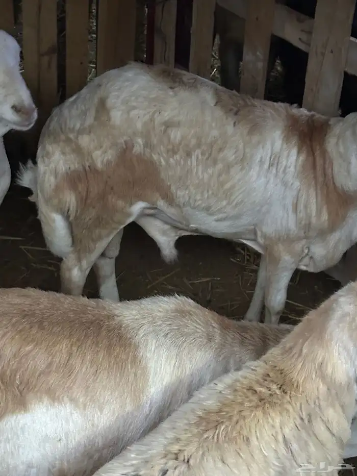 رفيد جذعان مرابي طب وتخير 73