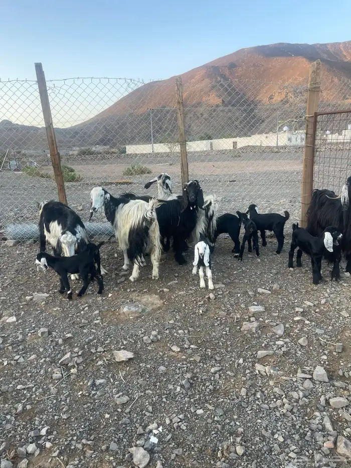 ( تم. البيع )معزاء متاويم للبيع 2