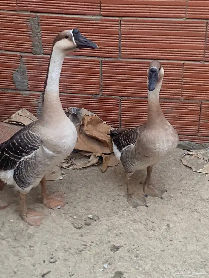 السلام عليكم وز عراقي للبيع 1