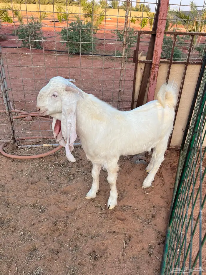 تيس ابيض ابرص 4