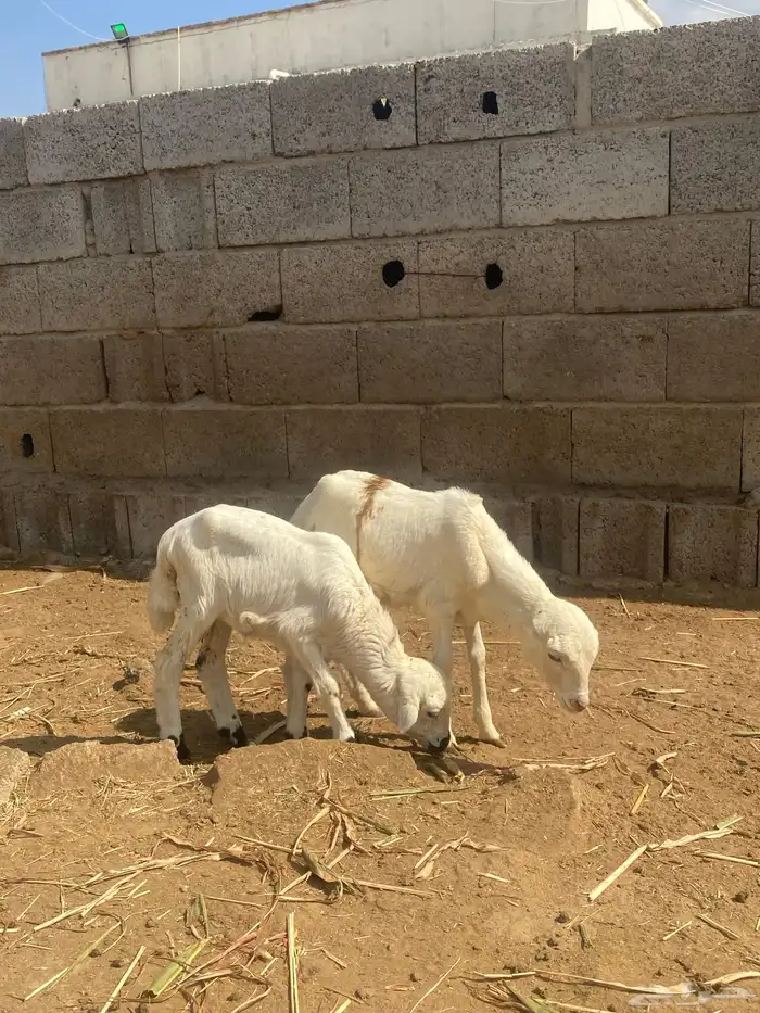 للبيع ثنتين رخيل تربيه 0