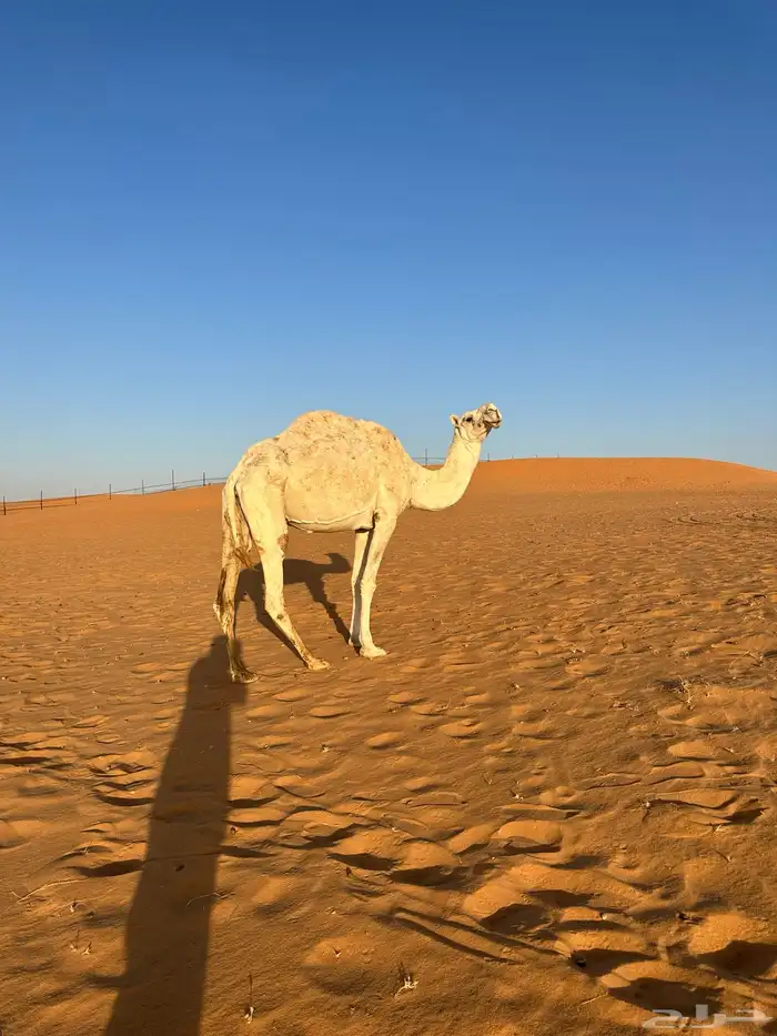 ناقة ضروبة للبيع 2