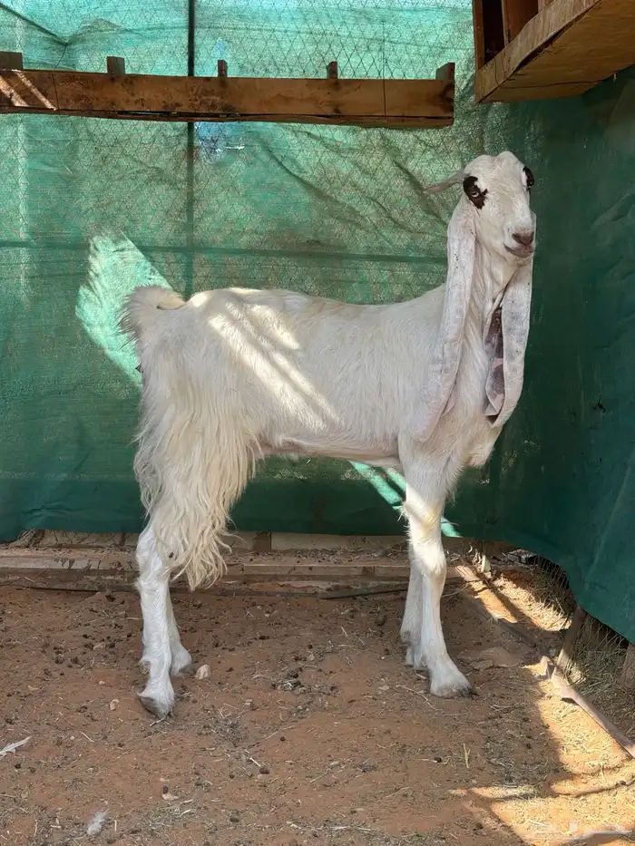 عنز مشروكة 0